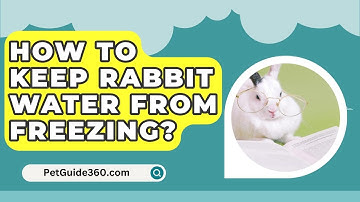 How To Keep Rabbit Water From Freezing? - PetGuide360.com