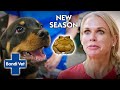 Puppies Frothing at Mouth from Toxic Cane Toads | Bondi Vet Coast to Coast Season 2 | Full Episode