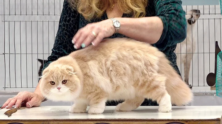 Video 1332651: shorthair scottish fold, shorthair siamese, longhair, rex, cfa international show, kitten