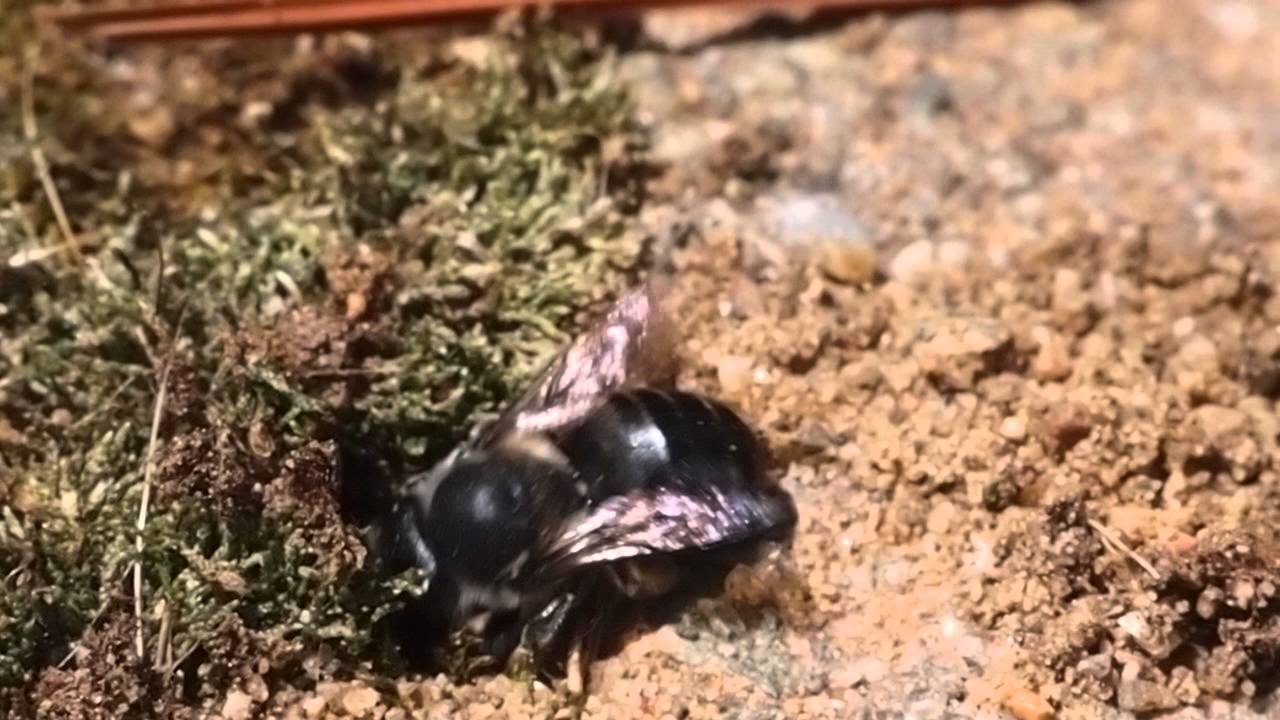Leafcutter Bee Nest Building SloMo YouTube