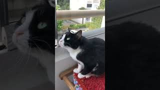 Lunanın iyi saatte olsunlar saati#funnyvideo #music #youtubeshorts#kedi#cute #animals