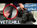 3 legged dog could lose another leg to tumor  vet on the hill extended  bondi vet full episode