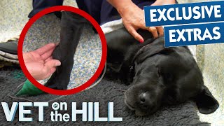 3 Legged Dog Could Lose Another Leg To Tumor 😢 Vet On The Hill Extended | Bondi Vet Full Episode