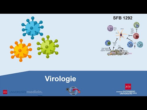 Viren einfach erklärt | Universitätsmedizin Mainz