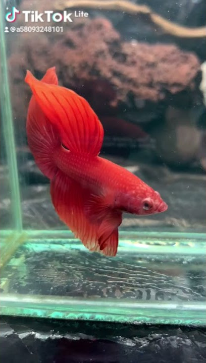 Ikan Cupang Halfmoon Super Red