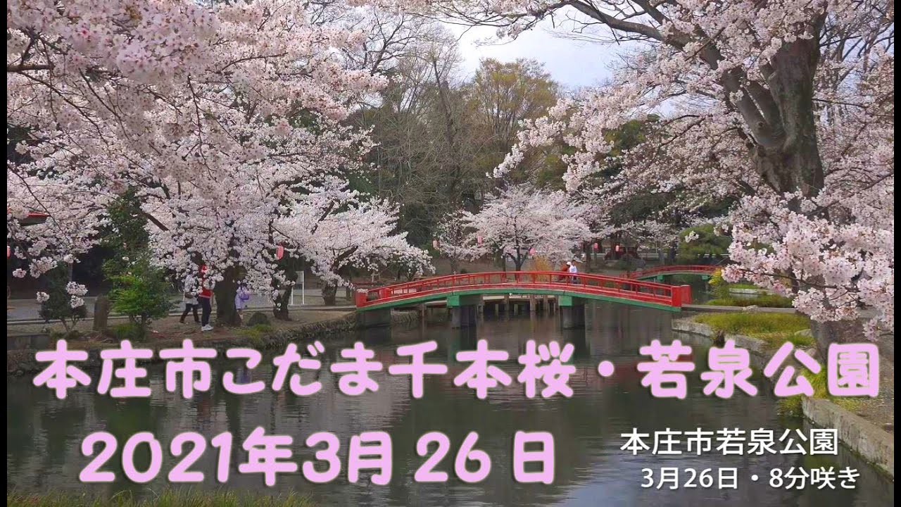 本庄市こだま千本桜 若泉公園の開花状況 ２０２１年３月26日 伊勢崎 小泉稲荷神社の鳥居 Youtube