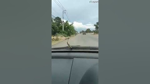 Little Snake Slithers Along Windshield || ViralHog