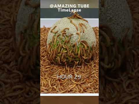 10.000 Worms eating