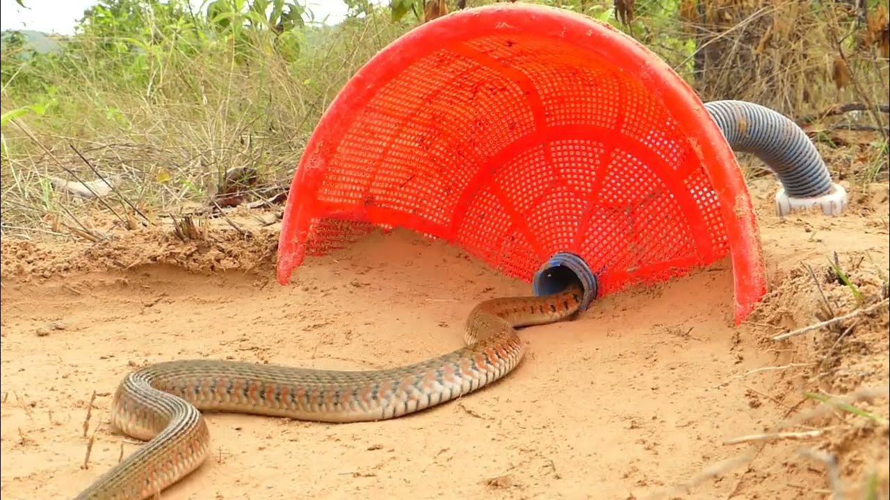 easy snake trap by using toy - YouTube