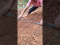 The wisdom of farmers and corn planting techniques