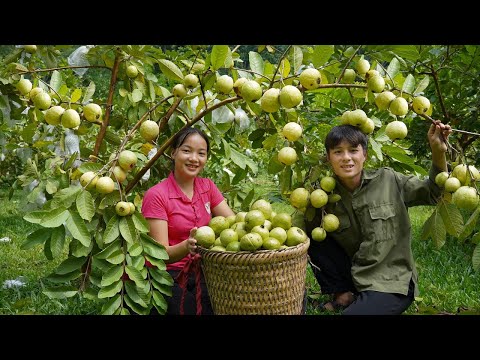 Video: Hvorfor frukter ikke guava-treet mitt: Hvordan få guava-trær til frukt