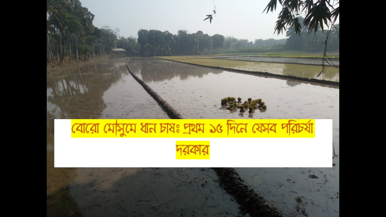 বোরো মৌসুমে ধান চাষ: প্রথম পনের দিনে যেসব পরিচর্যা অপরিহার্য 