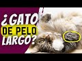 ¿Pelo Enmarañado En Gatos? ¡ASÍ puedes conseguir que tu mascota vuelva a brillar!