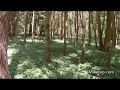 Miketop  drone flight in the magic forest  17052020