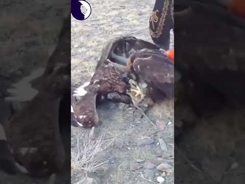 Did you see this? Golden eagles attacking and intimidating a grey wolf!
