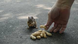 ABY 042 Chipmunk Hand Fed - CatTV - Videos for Cats - Peanuts by Andy's Back Yard 219 views 1 year ago 4 minutes, 8 seconds