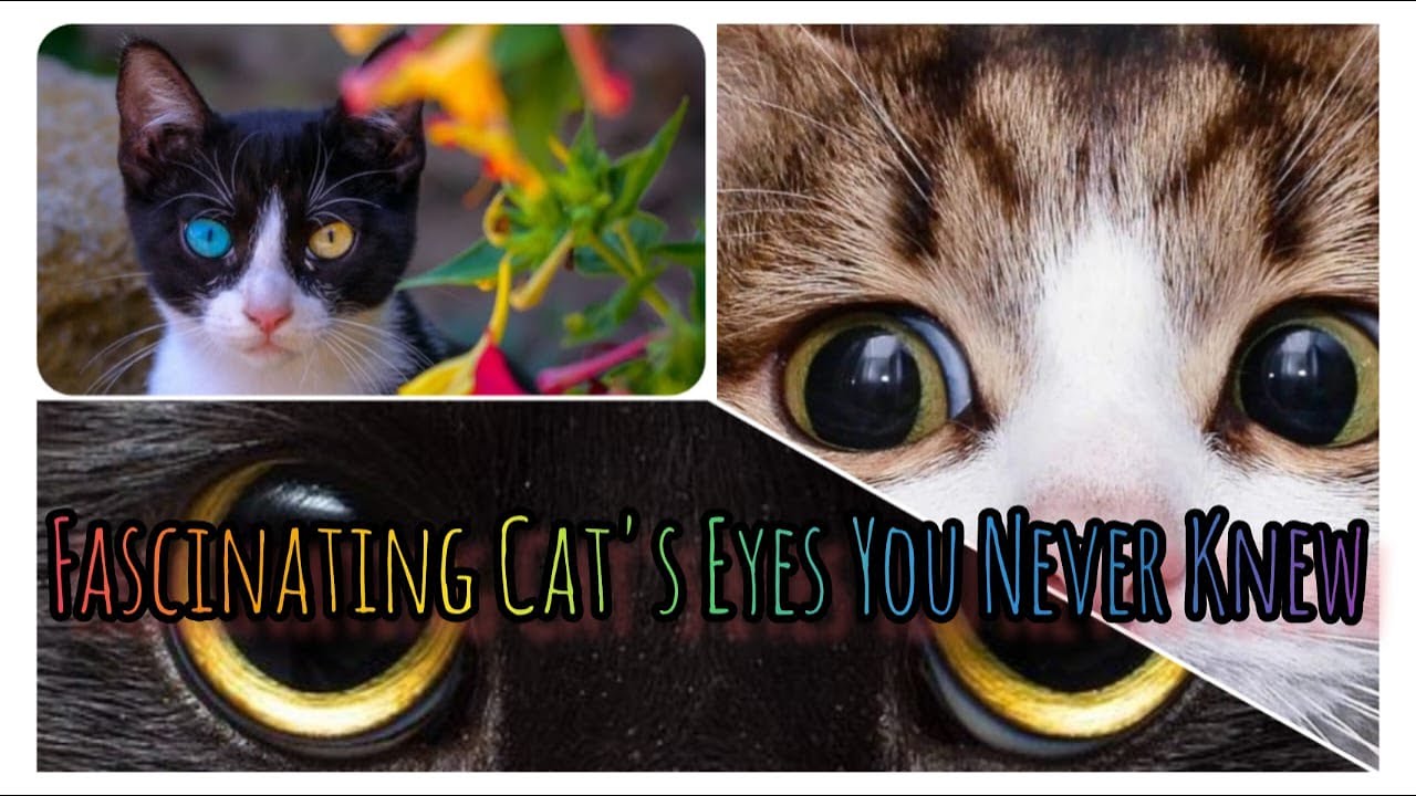 Your Mysterious Pet Cat’s Eyes You Never Knew, Like Crystal Ball, into Your Soul | Cute Pets Bonding