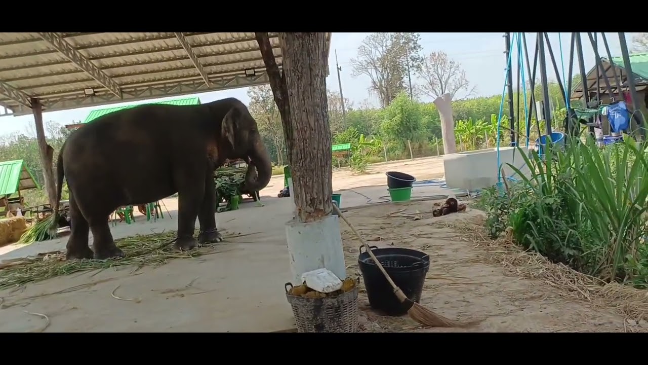 เชอรี่ ที่บ้านสวน