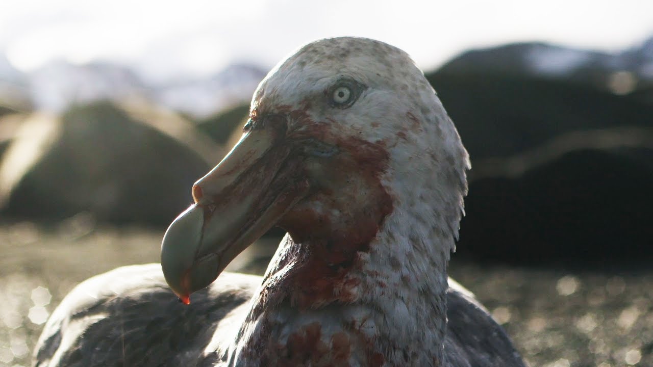 ⁣Giant Petrels: Heroes or Villains? | Seven Worlds, One Planet | BBC Earth