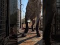 How to Load HYENAS | The Lion Whisperer