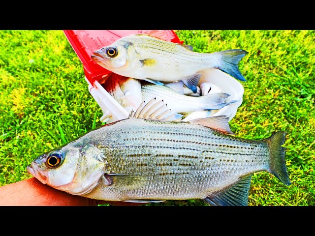 3/23/2021 White Bass From the Bank on the Little Tallahatchie — Barton  Outfitters
