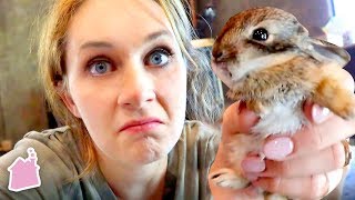 ATTEMPTING BABY BUNNY RESCUE!