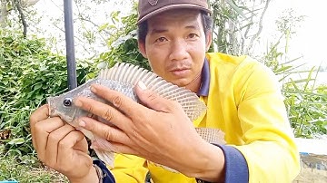 Câu cá bãy sông lớn cá rô phi cá tra cá chim cá dảnh giật liên tục sướng tay