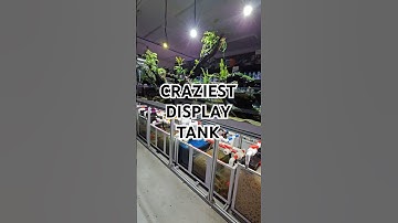 The ridiculously overcomplicated Corydoras aquarium #paludarium #fishtank #aquascape