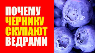 Черника Для Зрения. Как Улучшить Зрение