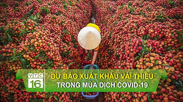 Dự báo xuất khẩu vải thiều trong mùa dịch Covid-19 | VTC16
