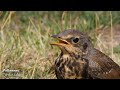 Животные Литвы и Калининградской области / Animals of Lithuania and Kaliningrad region