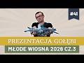 Prezentacja gołębi #41 - Bogdan Nieradka - Młode Wiosna 2026 Cz. 3