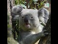لماذا تنام حيوانات الكوالا طوال اليوم تقريبا