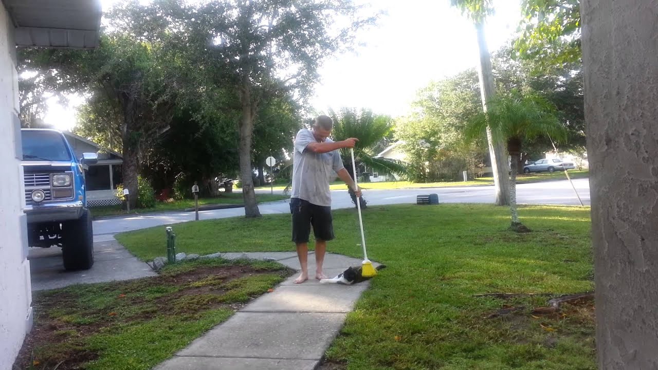 Sweep the sidewalk sweep the cat. Pops n Spaze