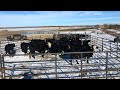 Dirt Farmers Wrangling up Cattle