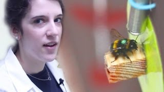 Bumblebee Foraging Profile