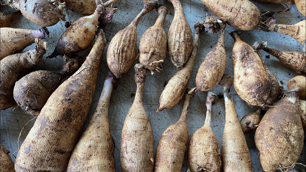 Dividing Dahlia Tubers YouTube