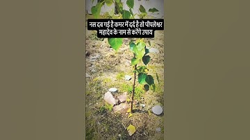 कमर की नस दब गई है तो पिपलेश्वर महादेव का नाम लेकर करे ये उपाय 🌿🙏#pandit_pradeep_ji_mishra🙏 #shorts