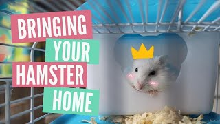 Bringing home your Hamster | What to expect!
