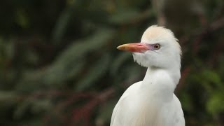 Cattle Egret
Cattle Egret Cattle Egret