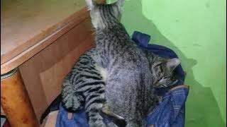 ilham sanin