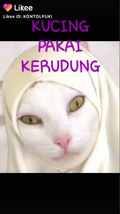 SUBHANALLAH....   Kucing  pake kerudung