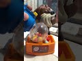 Pending dog excited to eat candy asmr maddog asmrcandy baddog dog satisfying