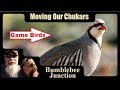 Raising Chukars | Moving Our Chukar Partridge To A Backyard Chicken Tractor