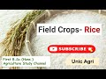 Rice Crop detail #ricecultivation