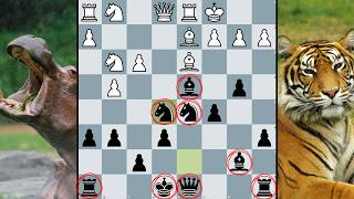 Hippopotamus Defense Tigers Modern Defense Mean Business