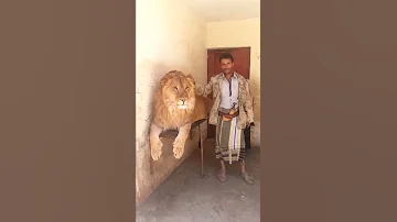 الأسدو أحمد الشوكاني صدقاء ابوعدنان 