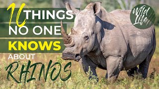 10 Things no one knows about Rhinos