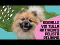 German Spitz Mittel playing with an activity toy. の動画、YouTube動画。