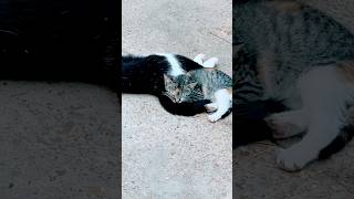 Funny cats, funny friends #cat #Funny #farmanimal #kitten #greatdane #myanimal #cute #theoutdoorlife